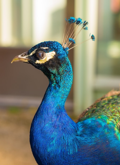 Peacock Head Images | Free Vectors, Stock Photos & PSD