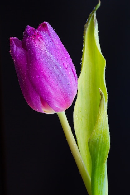 Free Photo | Vertical closeup shot of a wet bud of a pink tulip on dark