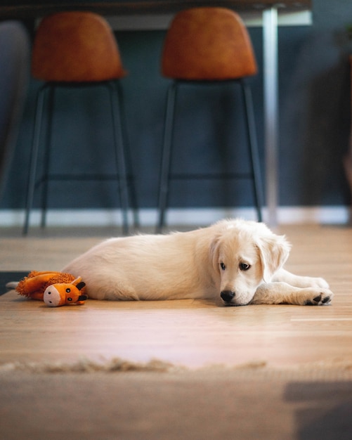 yellow stuffed dog