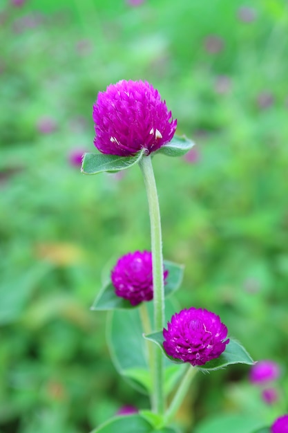 鮮やかな紫色のグローブアマランスの花の垂直方向の画像 プレミアム写真