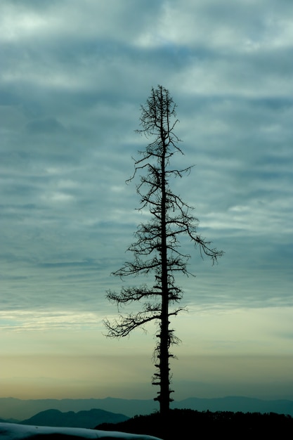 Free Photo | Vertical photo of tree