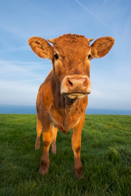 フランス ノルマンディーの茶色の牛の縦の肖像画 プレミアム写真