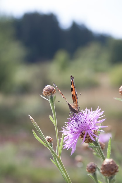 Free Photo Vertical Selective Focus Hsot Of An Orange Butterfly On A Wild Purple Flower