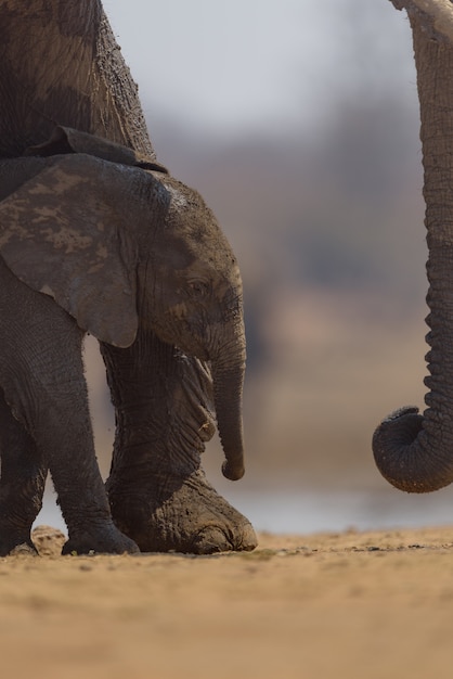 Free Photo Vertical Shot Of A Baby Elephant Walking Near Its Mother