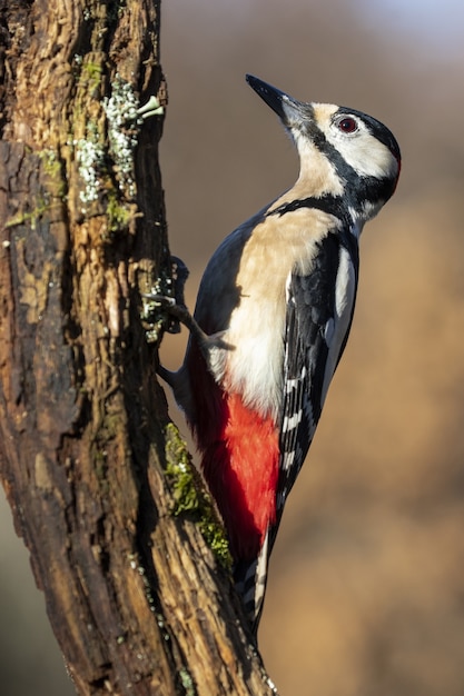 Free Photo | Vertical shot of a beautiful black, white and red ...