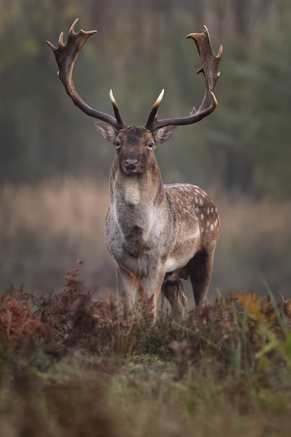 Free Photo | Vertical shot of a cute deer with long antlers on a ...