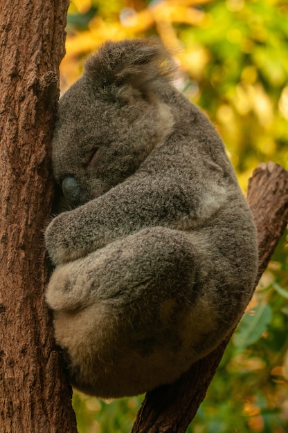 Vertical shot of a cute koala sleeping on the tree with a blurred background Free Photo
