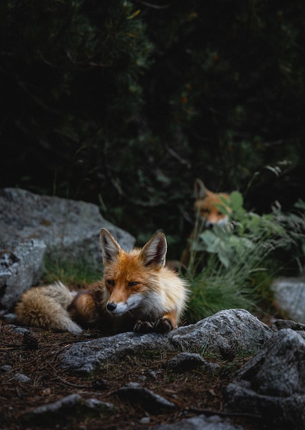 Premium Photo | Vertical shot of foxes wandering around rocks in a forest