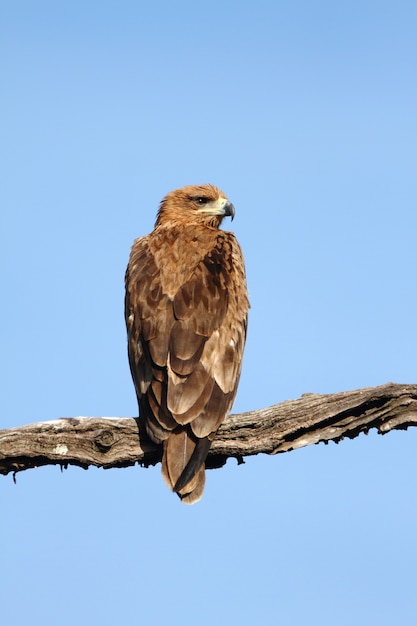 Free Photo | Vertical shot of a magnificent falcon sitting on a branch ...