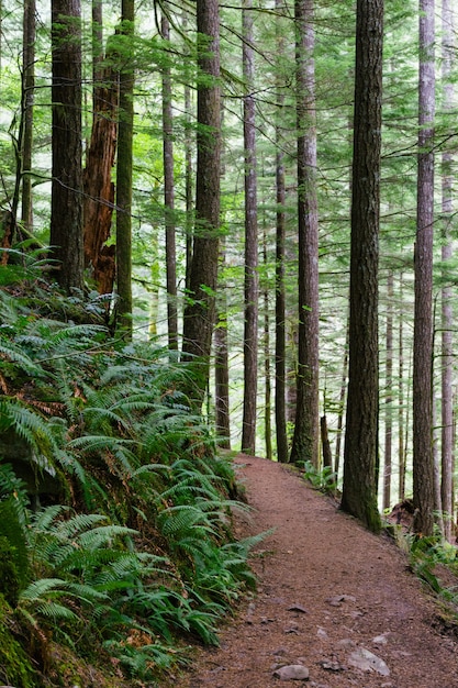 Free Photo | Vertical shot of a narrow pathway in the woods surrounded ...