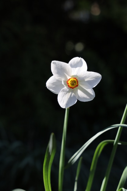 美しい白い水仙の縦のショット 無料の写真