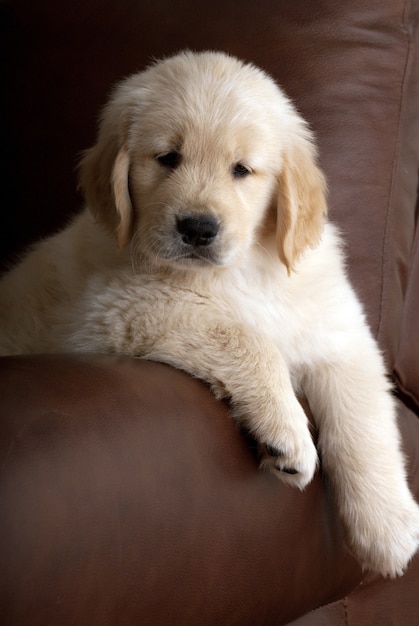 ソファで休んでいるかわいいゴールデンレトリバーの子犬の垂直ショット 無料の写真