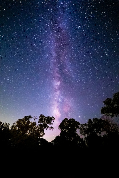 美しい星空の夜空の下の森の垂直ショット 壁紙に最適 無料の写真