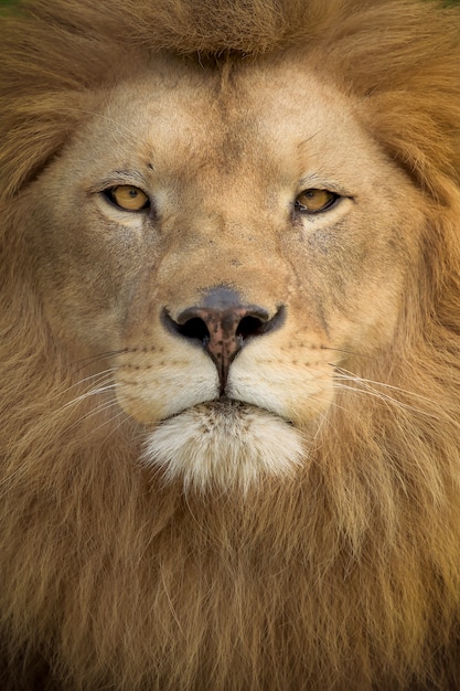 ライオン 画像 無料のベクター ストックフォト Psd