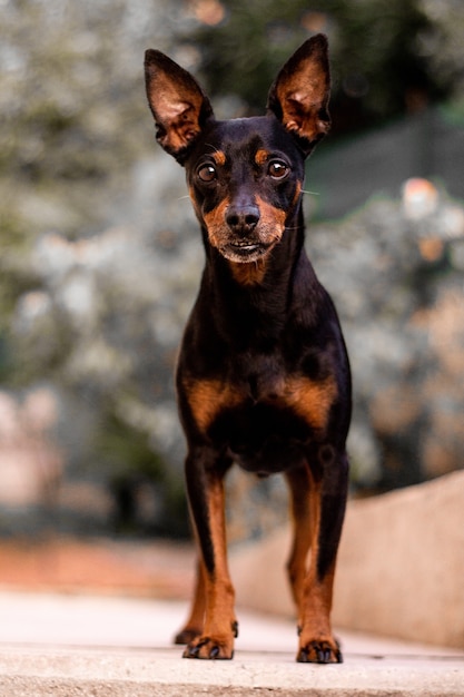 プラハのラッター犬の垂直ショット 無料写真