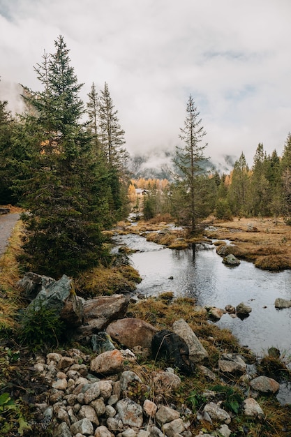 Осенний Лес Вертикальное Фото