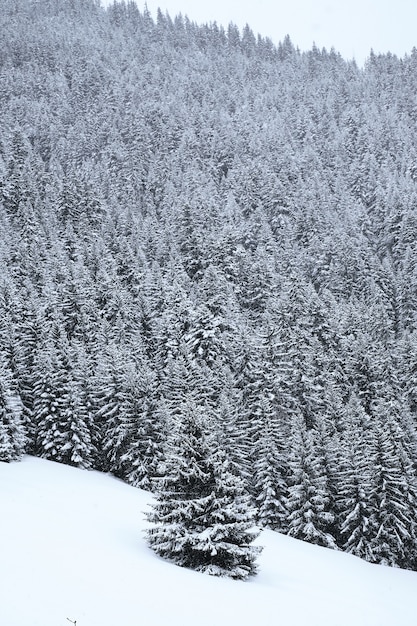 冬のフランスアルプスの雪に覆われた高山林の垂直ショット 無料の写真