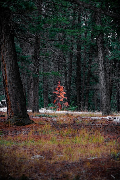 Осенний Лес Вертикальное Фото