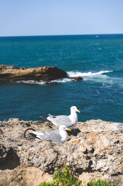 海の近くのカモメの垂直ショット 無料の写真