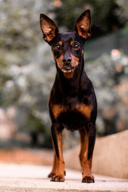 Vertical shot of a prague ratter dog Free Photo