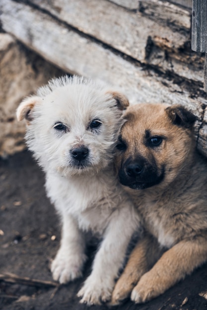 Free Photo | Vertical shot of two dogs sitting closely next to each other