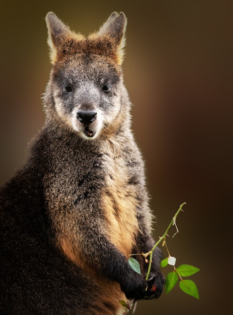 Free Photo | Vertical shot of a wallaby eating while holding a tree branch