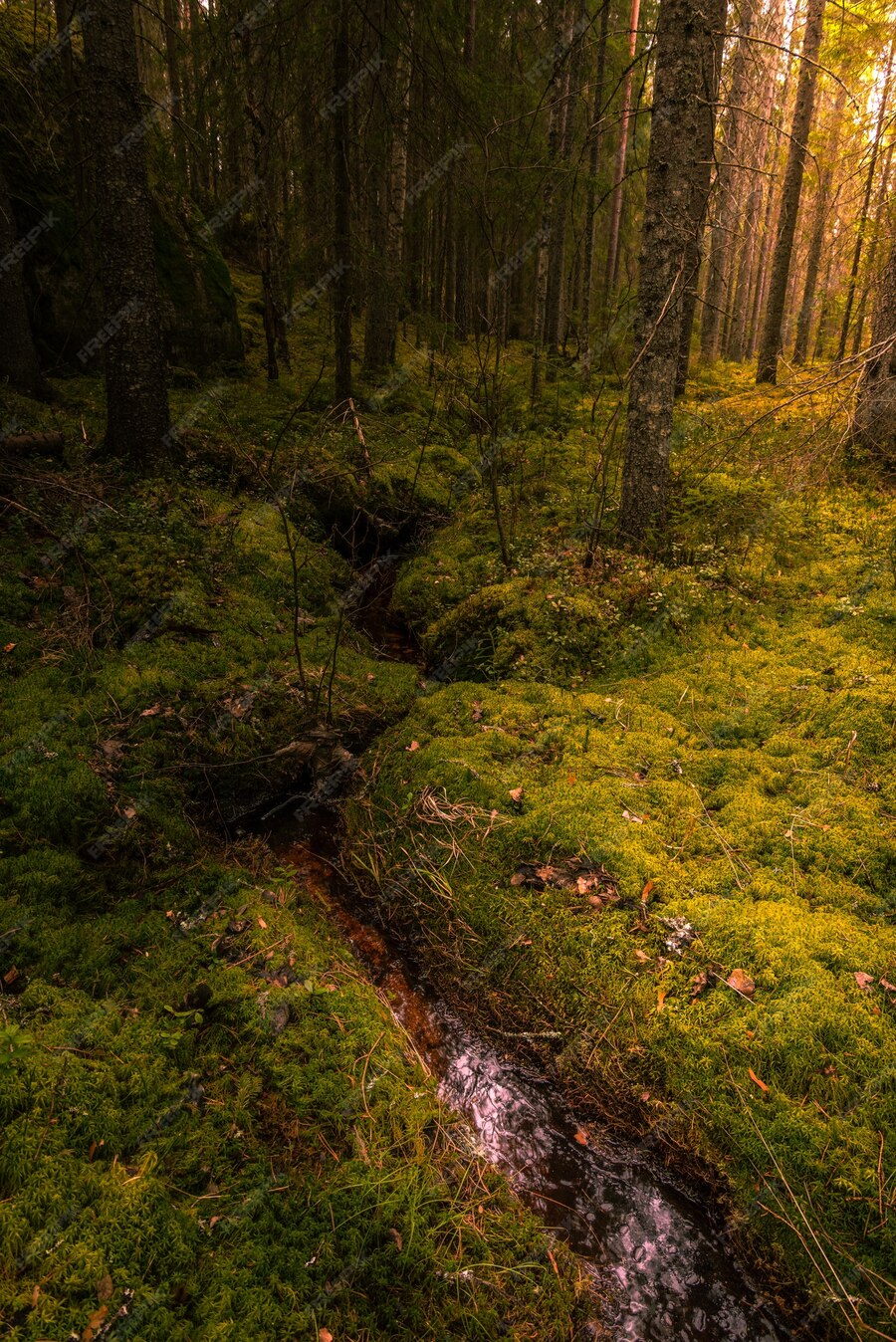 Free Photo | Vertical shot of a water stream ion the middle of a forest