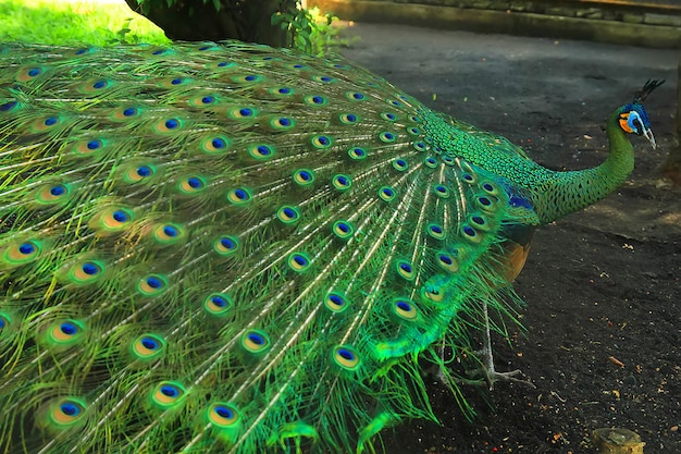 Premium Photo | Very beautiful green peacock