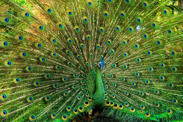 Premium Photo | Very beautiful green peacock