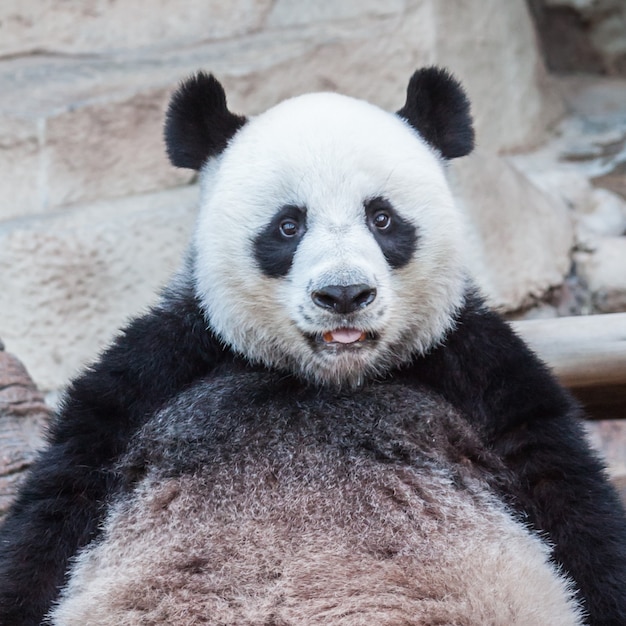 Premium Photo | Very big panda relaxing and looks very funny