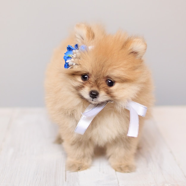 とてもかわいいふわふわポメラニアン子犬犬 プレミアム写真