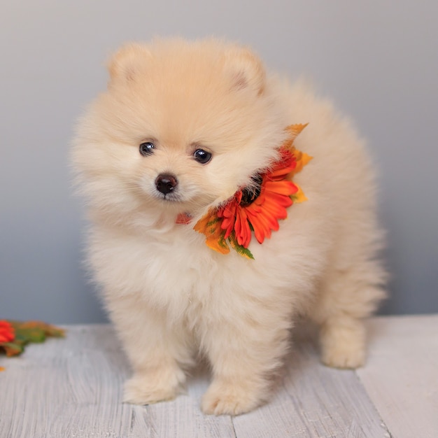 cute fluffy pomeranian puppies