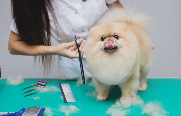 とてもかわいいふわふわのポメラニアンスピッツ犬がグルーミングサロンでカットした後に舐め フレームを覗き込みます プレミアム写真