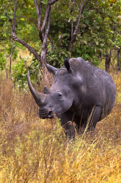 Premium Photo | Very large rhino meru park kenya