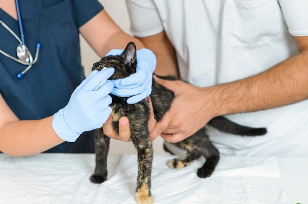 Premium Photo | Vet doctor and assistant examining homeless stray cat ...