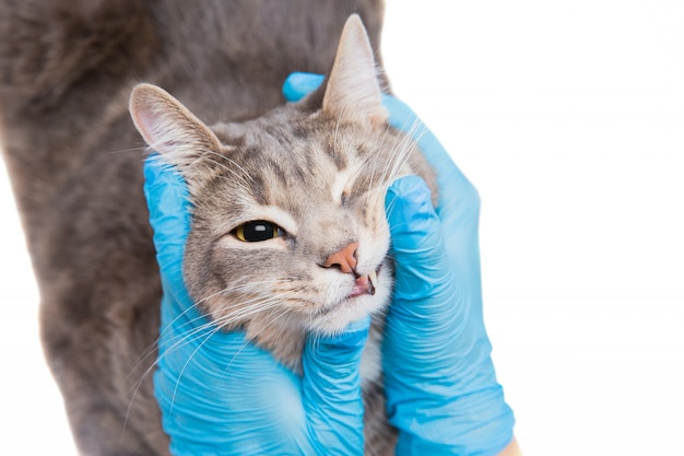 Premium Photo | Vet doctor examining pet cat eyes at vet clinic ...