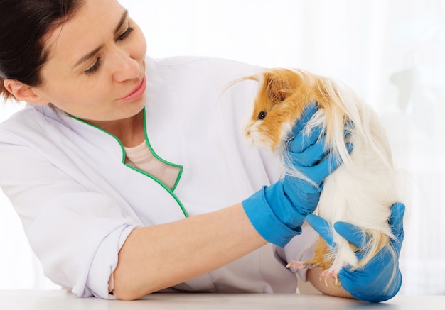 vets near me that see guinea pigs