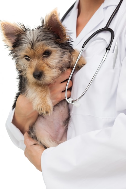 Premium Photo | Vet holding yorkshire terrier puppy