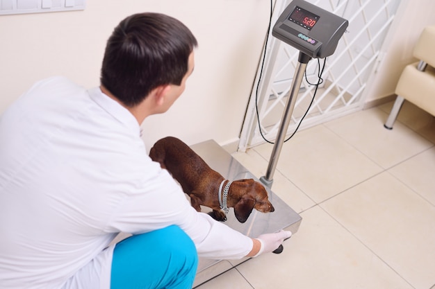 Premium Photo | The Vet Weighs The Dog