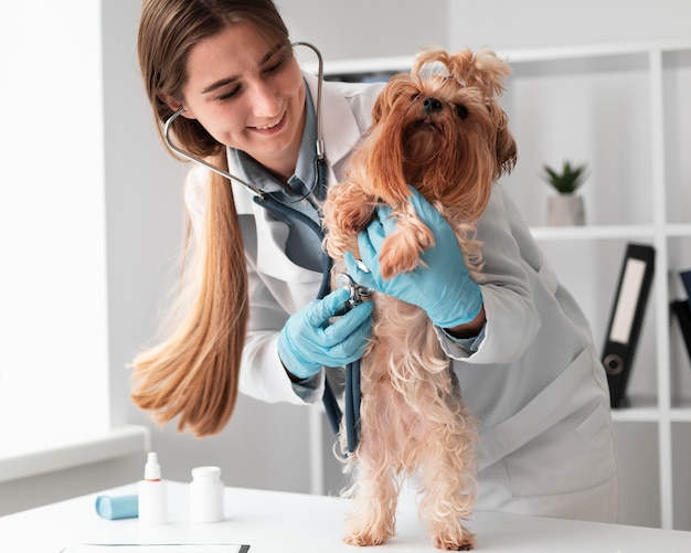 Veterinarian check-ing puppy's health Free Photo