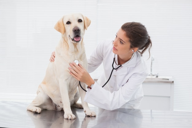 Premium Photo | Veterinarian examining a cute dog with a stethoscope