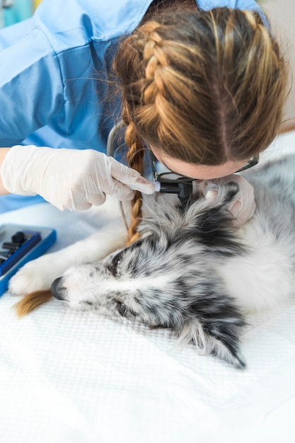 Állatorvos kutya fülét vizsgálja otoszkóppal az állatorvosi klinikán