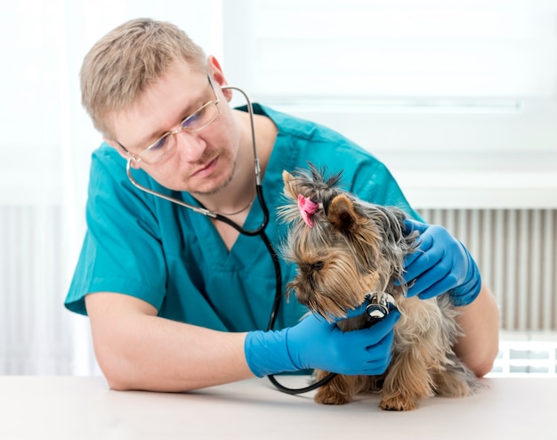 Premium Photo | Veterinarian examining yorkshire terrier dog with ...