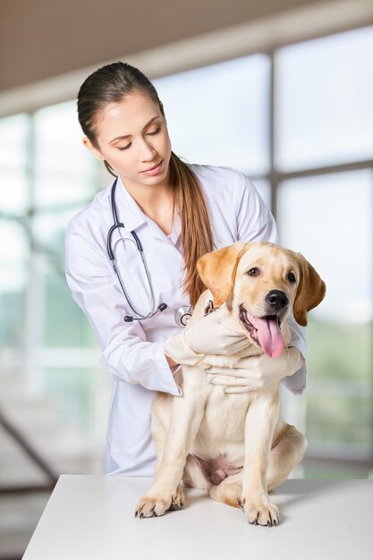 Premium Photo | Veterinarian giving injection to dog in clinic