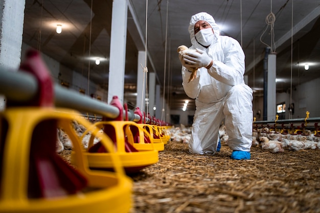 Premium Photo | Veterinarian holding chicken at poultry farm and ...