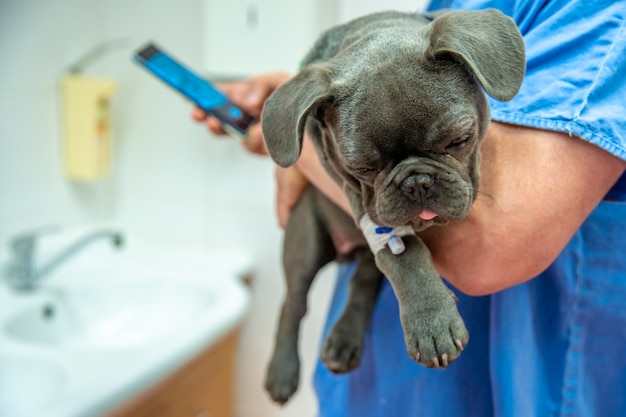 Taking care of dog in a vet