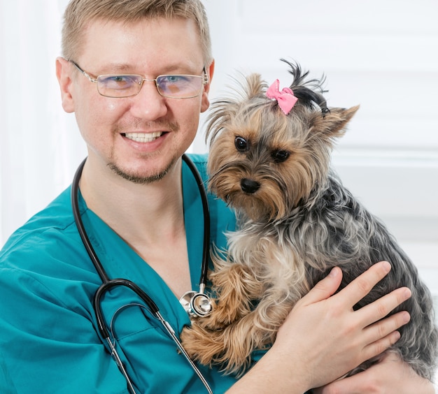 Premium Photo | Veterinarian holding yorkshire terrier dog on hands