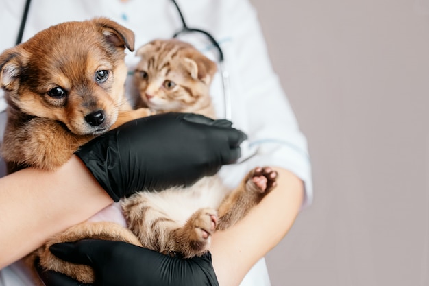 犬と猫を手にした黒い手袋をした獣医 プレミアム写真