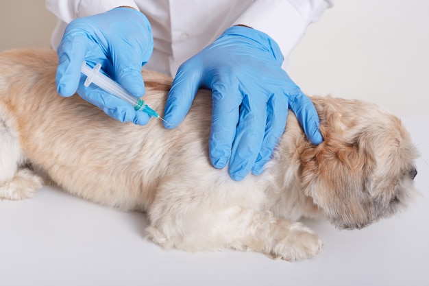 Veterinarian in latex loves dong injection for dog, vet holds syringe in hands
