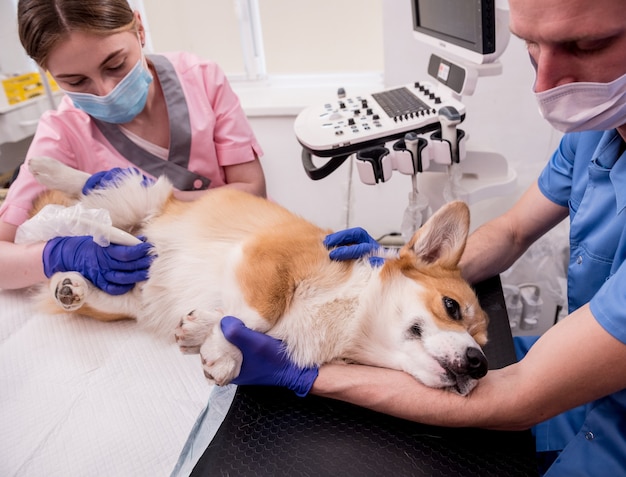Premium Photo Veterinarian Team Examines The Corgi Dog Using Ultrasound
